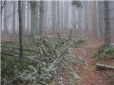 Mozirska koča na Golteh - Dom na Smrekovcu